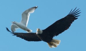 Bald Eagle