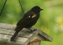 blackbird