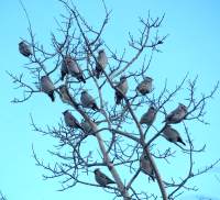 Boh Waxwings flock