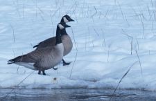 Canada Geese