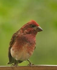 Male Finch