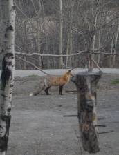 Fox