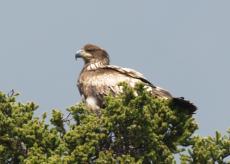 golden eagle