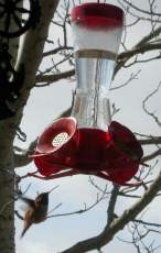 hummingbird