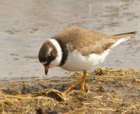 plover