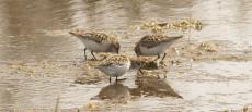 sandpipers
