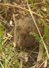 vole