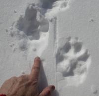wolf tracks