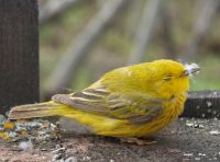 yellow warbler