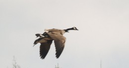 canada geese in flight