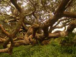 Pohutukawa