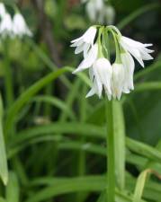 Witte Klokjes