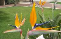 Paradijsvogel bloem