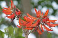Oranje bloemen