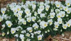 Witte viooltjes