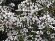Manuka