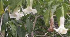 Witte kelken