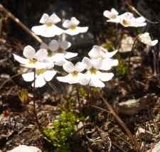 witte bloemetjes