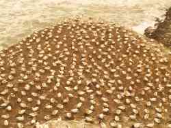 Gannet colony