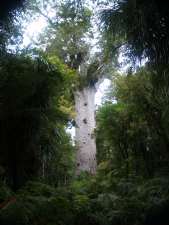 Tane Mahuta