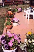 Flowers on deck