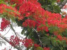 Flame Tree flowers