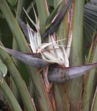 banana tree flowers