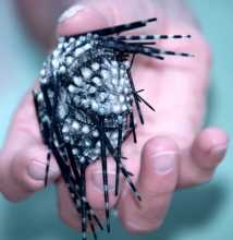 Sea Urchin