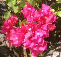 Red flowers