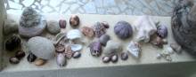 Shells and corals