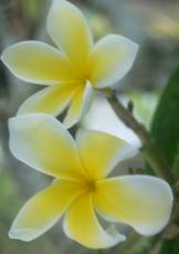 yellow flowers.