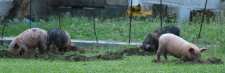 Piglets in front yard