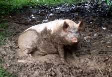 Pig