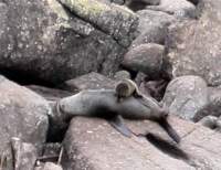 New Zealand Fur Seals
