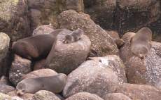 New Zealand Fur Seals