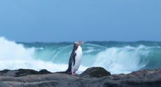 Yellow Eyed Penguin