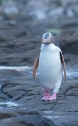 Yellow Eyed Penguin2