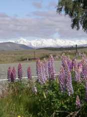 Roadside Lupens