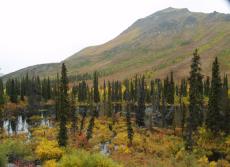 Beaverpond