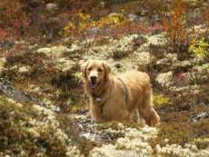 Frodo fall colours