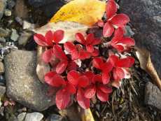 Red Birch plus rock