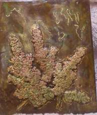 Curly dock 2