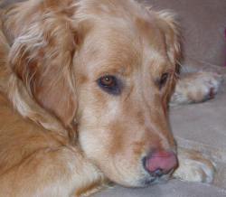 Frodo March 2010