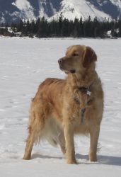 Frodo on ice 09