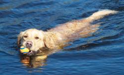 Frodo swimming
